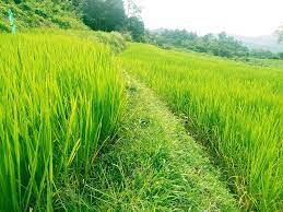 Another word for opposite of meaning of rhymes with sentences with find word forms translate from english translate to english words with friends scrabble crossword / codeword words starting with words ending with words. File Padi Di Sawah Jpg Wikimedia Commons