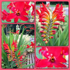 Deer resistant plantsdeer resistant plants and deer resistant flower bulbs. Crocosmia Container Crazy Ct