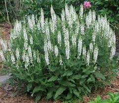 We vote that you check out the best perennial flowers and plants when drawing up your garden. Pin By Rhonda Page On Landscaping White Perennial Flowers White Flowering Plants White Gardens