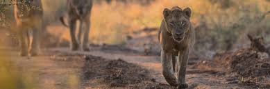 Best South Africa Safaris: Our Guide to Parks & Reserves ...