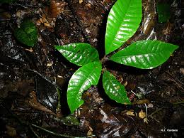 Image result for Pouteria adolfi-friederici