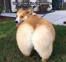6 Astounding Lesser Known Dog Breeds Ideas Animal Jokes Funny Animals Funny Dog Pictures