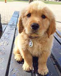 dogsruletheworld dogsmakeeverythingbetter bestdogever bestdogontheplanetearth bestdogintheworld dogs golden retriever puppies golden retriever