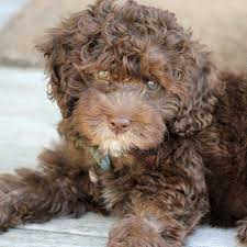 Black And Tan Labradoodle Your Squeezable Black And Tan Coonhounds Have Arrived Labradoodle Labradoodle Puppy Poodle Puppy