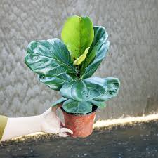 Image result for Ficus tesselata