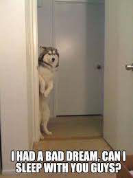 15 Funniest Ever Dog Memes Funny Animals Funny Dogs Funny Animal Pictures