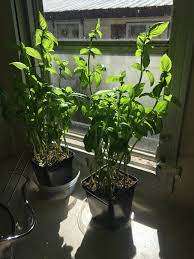 An illustrated pot size guide, to show the size of the various plant pot sizes for the plants featured when digging the hole you should allow for around 30% increase in the pot size for depth and width. Repotting Basil What Size Pot Should I Put These In And What Type Of Soil Would Be Best Gardening