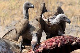 Their taste for dead animals often gives vultures a bad rap. 20 Fun Facts About Vultures