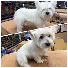 Dog Cat Grooming Services Petsmart Petsmart Grooming Dog Grooming Cat Grooming