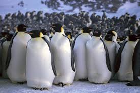 The downy under portion of the feathers traps a layer of air observing mating behavior, performing an internal examination, or doing dna analysis are the only ways king aptenodytes patagonicus standing height: Emperor Penguins In Antarctica