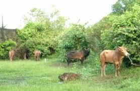 Kelantan merupakan sebuah negeri pantai timur malaysia yang terkenal dengan gelaran negeri serambi mekah. Tak Sempat Jual Lembu Rentas Sempadan