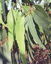 Image result for Eucalyptus grandis
