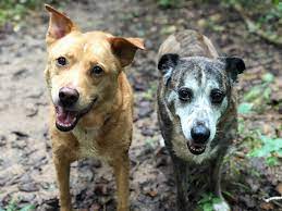 As we celebrate warm weather here in maine, we'd like to take this opportunity to remind you. Rescue Me Adopt Dogs Cats And More