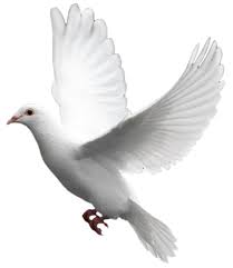 White Flying Pigeon Png Dove Images White Doves Dove Pictures