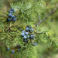 Image result for Juniperus