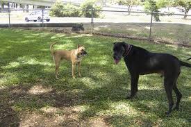 Hours may change under current circumstances Off Leash Dog Parks In Hawaii Bringfido