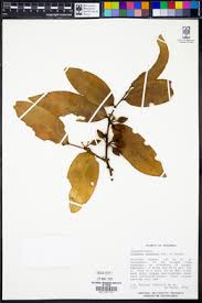 Image result for Drypetes mossambicensis