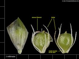 Image result for Schoenoplectiella