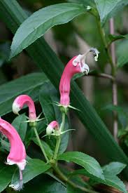 Image result for Campanulaceae
