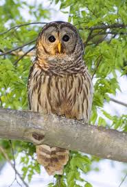 صور البومة صور ومعلومات عن البومة owl pictures owl animals