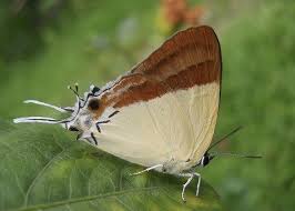 Black And Yellow Dragonfly With Long Tail Pin On Blue Lycaenidae