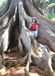 Image result for Fuirena microcarpa