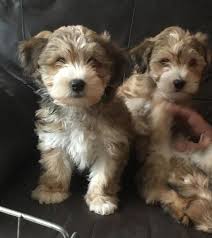 Within 5 miles within 10 miles within 20 miles within 30 miles within 40 miles within 50 miles within 100 miles within 200 miles all uk. Bichon X Yorkie Puppies For Sale In Dogsandpuppies Co Uk