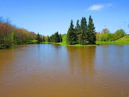 Centennial park dog park, aadress — 61 rotary lodge ln, moncton, nb e1e 0b2, kanada, lahtiolekuajad. Geese At Centenial Park Picture Of Centennial Park Moncton Tripadvisor