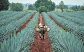 We did not find results for: The Home Of Tequila Jalisco Mexico Miexperts