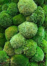 Button Mosses Paradise On Earth By Kazuyuki Ishihara Chelsea 2014 Moss Gardens Chelsea Flower Show Moss Garden
