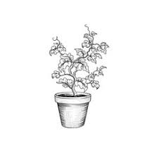 Follow my step by step flower pot drawing & you will be able to draw as beautiful as mine. Flower Pot Drawing Vector Images Over 9 900