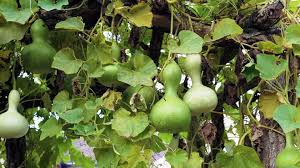 Image result for Lagenaria