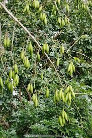 Find & download free graphic resources for kapok tree. Photo Of Kapok Tree Fruits Agriculture Flores Nusa Tenggara Indonesia Added Image Id76813