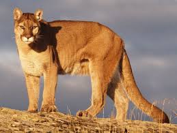 South Dakota Authorities Kill Four Mountain Lions In Two Days Is There A Better Solution Mountain Lion Lion Photography Feline