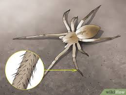 Image result for yellow sac spider bite skin