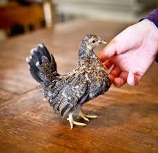 Iamranch Chickens Backyard Beautiful Chickens Bantam Chickens