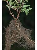 Image result for Oldenlandia angolensis
