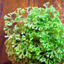 Image result for Selaginella nivea