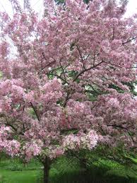 It S Apple Blossom Time For Sharing Tea Visiting Day Apple Blossom Planting Flowers Blossom