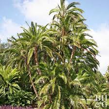 Palm Tree Care Better Homes Gardens