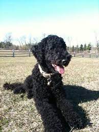 Pin On Goldendoodle