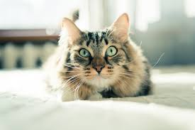 Buy and sell cats to buy on animals sale page 1. How Much Do Cats Cost Should I Get A Cat Cats Guide Omlet Uk