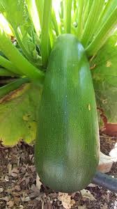You can also start in midsummer to time the harvest for just before your average first fall frost. Black Beauty Zucchini High Yields Good For Freezing
