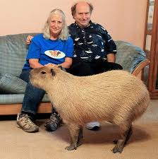Couple Live With World S Largest Rodent Capybara Pet Rodents Large Animals