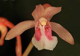 Image result for Oeceoclades maculata × quadriloba