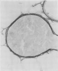 Image result for Crotalaria laburnoides