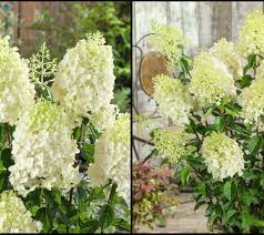 Maybe you would like to learn more about one of these? Roberta S 1 Piece Mega Mindy Hydrangea Live Plant Qvc Com