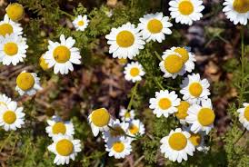 Jika menderita kecemasan atau depresi, anda harus berkonsultasi dengan dokter. Bunga Chamomile Antibakteri Dan Kaya Manfaat Untuk Kecantikan
