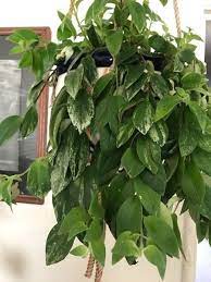 2 Cuttings From My Variegated Lipstick Plant Lipstick Plant Plants Live Plants