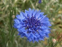 Pin On Edible Landscaping Potager